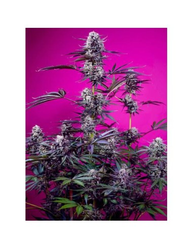 Sweet Seeds Studio 54 Stardust 25 Semi Auto