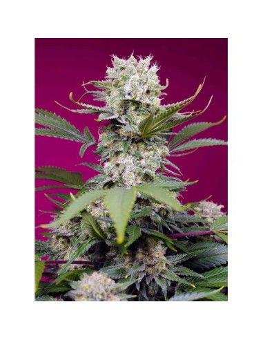 Sweet Seeds Sweet Mandarine Zkittlez XL 100 Semi Auto