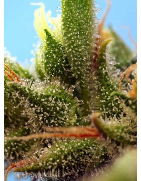 Sweet Seeds Strawberry Banana Gelato XL 25 Semi...