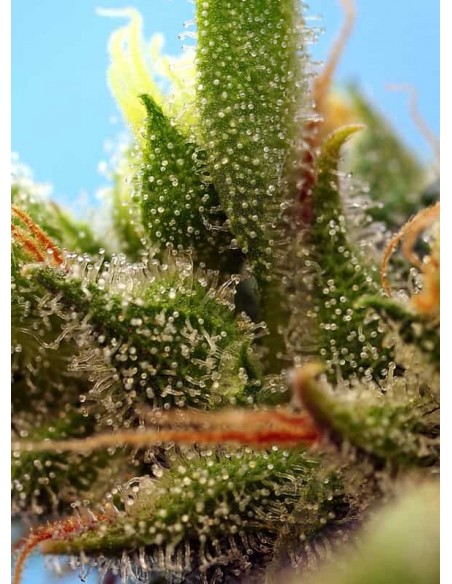 Sweet Seeds Strawberry Banana Gelato XL100 Semi Auto