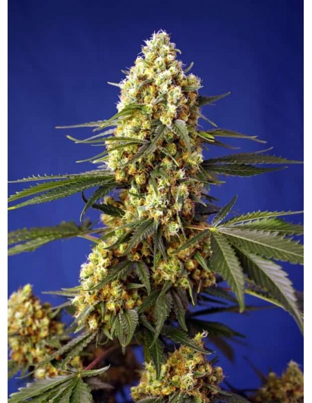 Sweet Seeds Strawberry Banana Gelato XL 100 Semi Auto