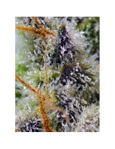Sweet Seeds Mental Rainbow 25 Semi F1 Fast Version