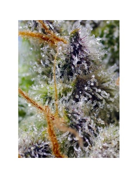Sweet Seeds Mental Rainbow 25 Semi F1 Fast Version