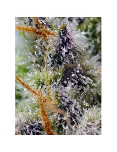 Sweet Seeds Mental Rainbow 100 Semi F1 Fast Version 2