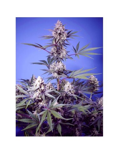 Sweet Seeds Mental Rainbow 100 Semi F1 Fast Version