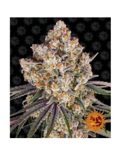 Ice Cream Cookies un mix perfetto di dolcezza e cremosità! Ibrido a dominanza indica.