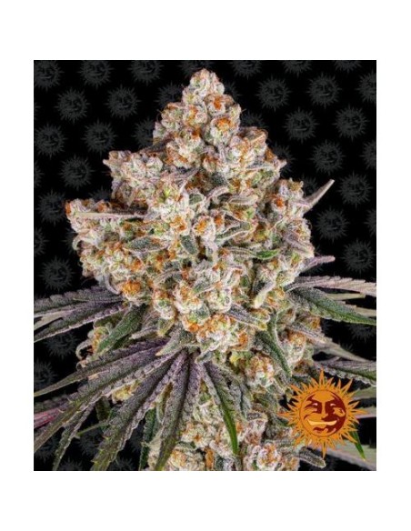 Ice Cream Cookies un mix perfetto di dolcezza e cremosità! Ibrido a dominanza indica.