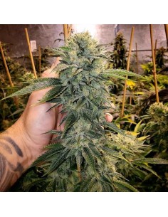 Humboldt Seed Organization Geist OG Fast Flowering 10 Semi