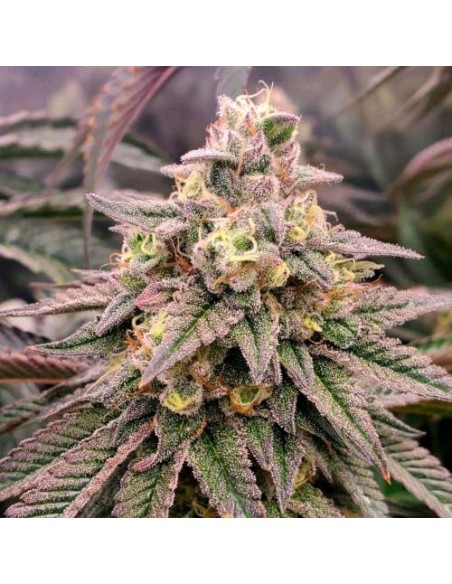 Humboldt Seed Organization Forbidden Fruit Fast Flowering 10 Semi