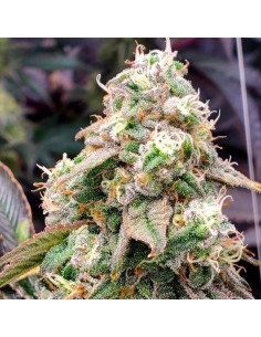 Humboldt Seed Organization Gushers Fast Flowering 10 Semi