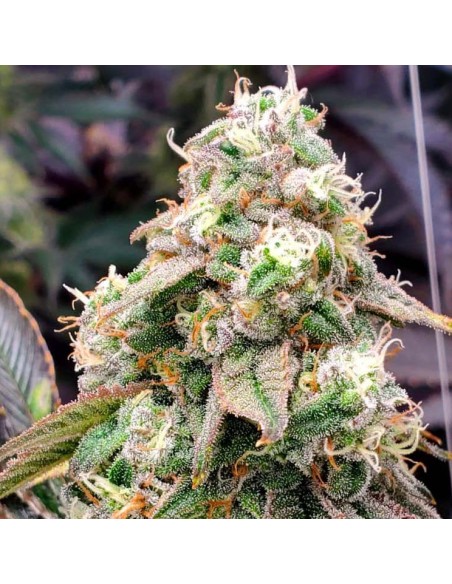 Humboldt Seed Organization Gushers Fast Flowering 10 Semi