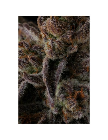 Compound Genetics Purple Reserves 7 Semi Fem