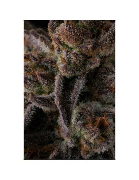 Compound Genetics Purple Reserves 7 Semi Fem