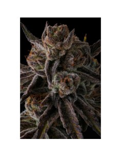 Compound Genetics Purple Reserves 7 Semi Fem 2