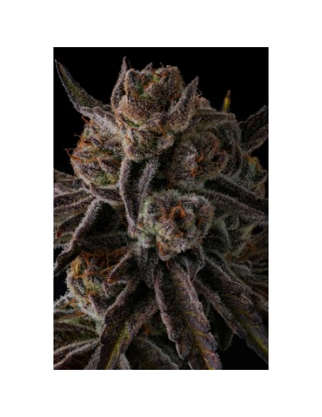 Compound Genetics Purple Reserves 7 Semi Fem