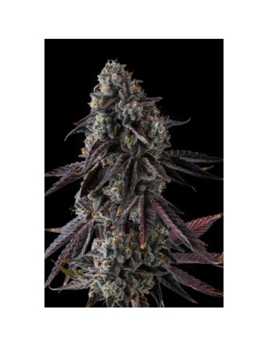Compound Genetics Fruit Riot 7 Semi Fem