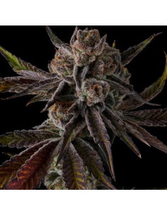 Compound Genetics Purple Reserves 7 Semi Fem