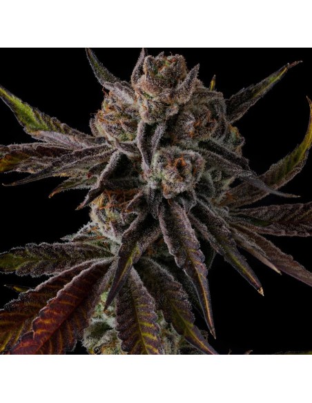 Compound Genetics Purple Reserves 7 Semi Fem