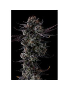 Compound Genetics Any Day 7 Semi Fem