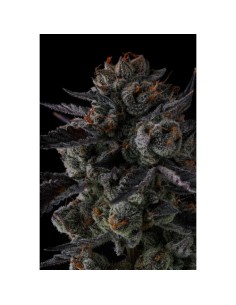 Compound Genetics Any Day 7 Semi Fem 2