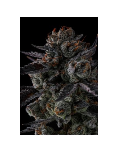 Compound Genetics Any Day 7 Semi Fem