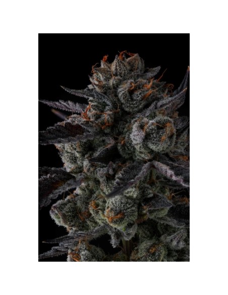 Compound Genetics Any Day 7 Semi Fem