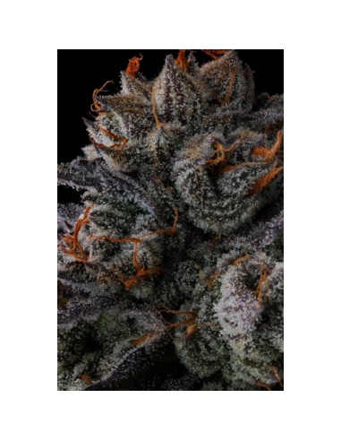 Compound Genetics Any Day 7 Semi Fem