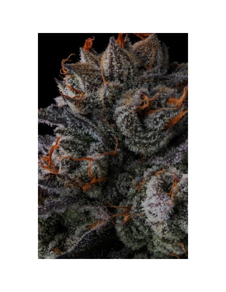 Compound Genetics Any Day 7 Semi Fem