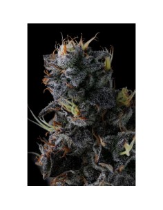 Compound Genetics Giggin' Grapes 7 Semi Fem