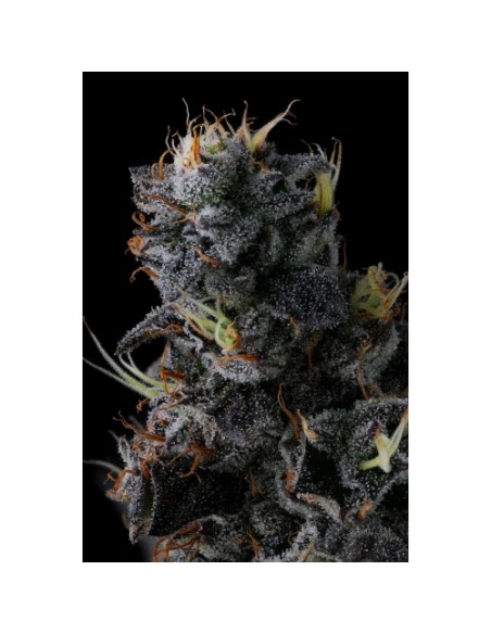 Compound Genetics Giggin' Grapes 7 Semi Fem