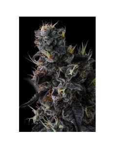 Compound Genetics Giggin' Grapes 7 Semi Fem 2