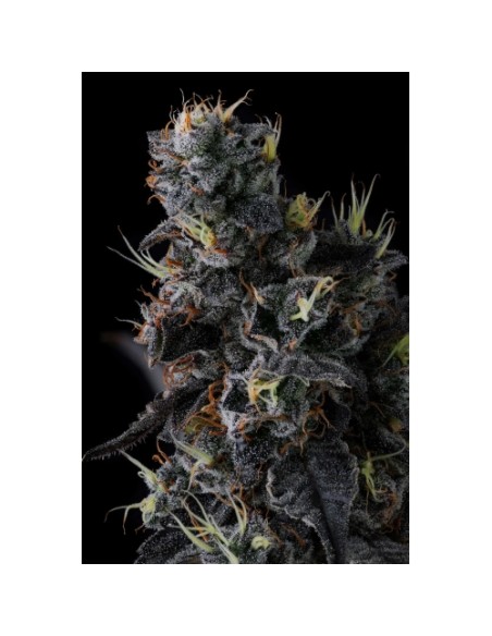 Compound Genetics Giggin' Grapes 7 Semi Fem