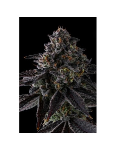 Compound Genetics Status Symbol 7 Semi Fem