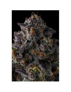 Compound Genetics Status Symbol 7 Semi Fem 2