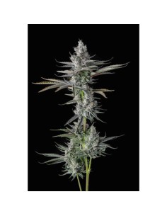 Compound Genetics Guwop Green 7 Semi Fem