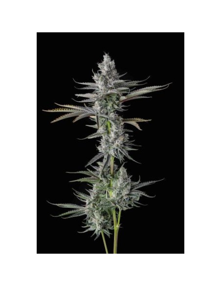 Compound Genetics Guwop Green 7 Semi Fem