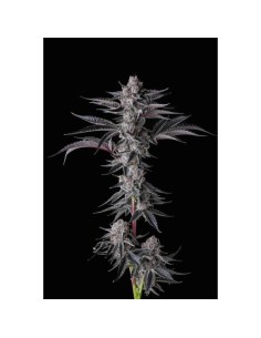 Compound Genetics New Money 7 Semi Fem