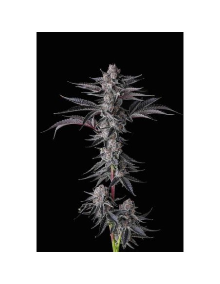 Compound Genetics New Money 7 Semi Fem