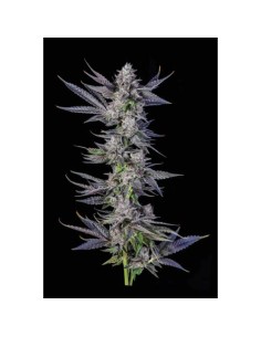 Compound Genetics Runtz Carlton 7 Semi Fem