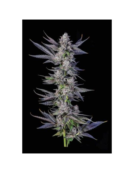 Compound Genetics Runtz Carlton 7 Semi Fem