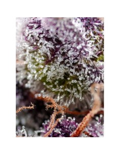 Sweet Seeds Studio 54 Stardust 3+1 Auto 2