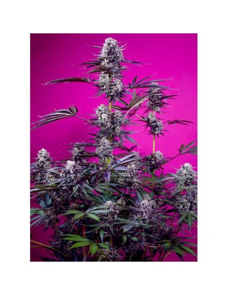 Sweet Seeds Studio 54 Stardust 3+1 Auto