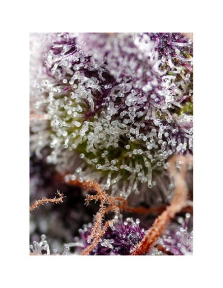 Sweet Seeds Studio 54 Stardust 5+2 Auto