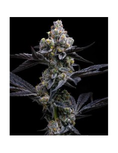 Garlic Cookies, seme a dominanza indica con thc molto alto!