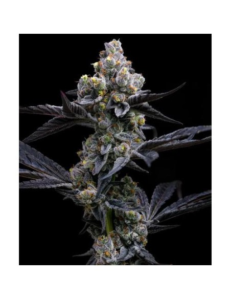 Garlic Cookies, seme a dominanza indica con thc molto alto!