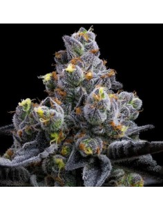 Garlic Cookies, seme a dominanza indica con thc molto alto! 2