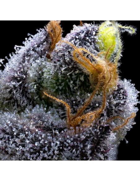 Barney's Farm  Garlic Cookies 1 Seme Femm