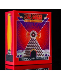 Chrome Dome femminizzati (7 semi) – Genetica premium Compound Genetics per coltivatori esperti 2