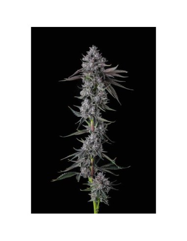 Chrome Dome di Compound Genetics – 7 semi femminizzati per raccolti potenti e aromatici.