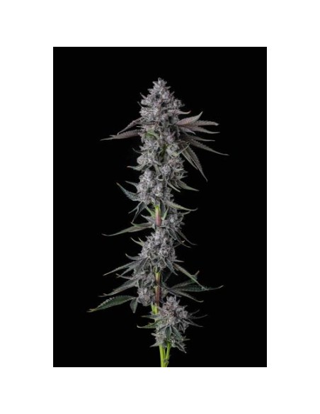 Chrome Dome di Compound Genetics – 7 semi femminizzati per raccolti potenti e aromatici.